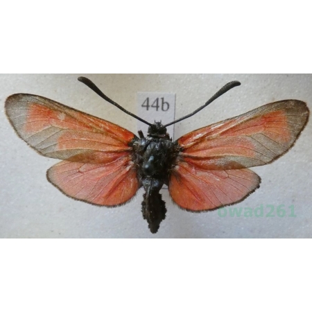 Zygaena erythrus (Hübner, 1806) France44b